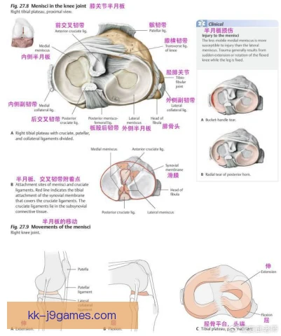 八球膝前交叉保护，核心细节决定膝盖安全
